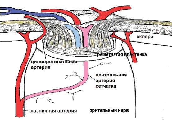 Схема кровоснабжения сетчатки при наличии цилиоретинальной артерии