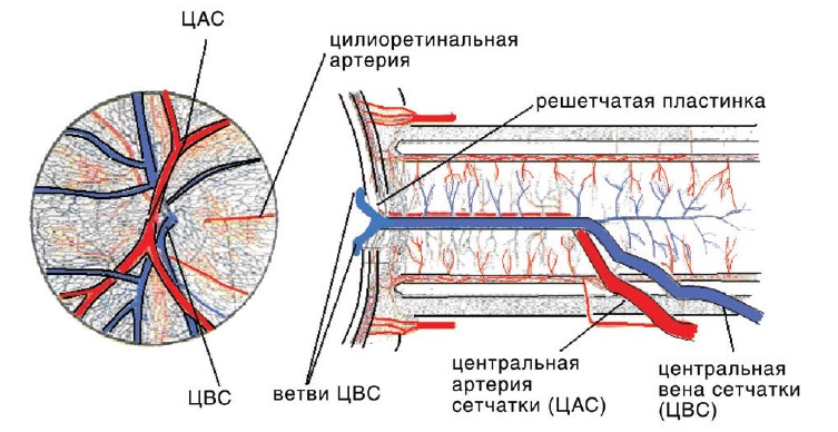 Схема кровоснабжения сетчатки и зрительного нерва при слиянии ветвей центральной вены сетчатки до входа в решетчатую пластинку