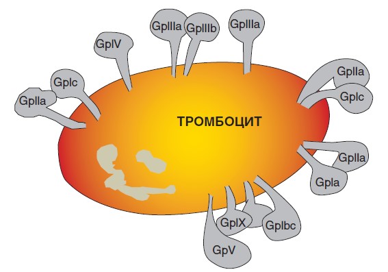 Поверхностные гликопротеиновые (Gp) рецепторы тромбоцита