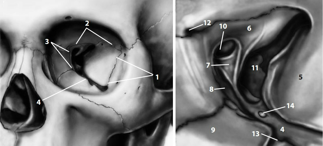 Анатомия вершины глазницы