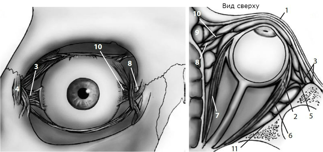 Схематическое изображение передней подвешивающей системы глазницы