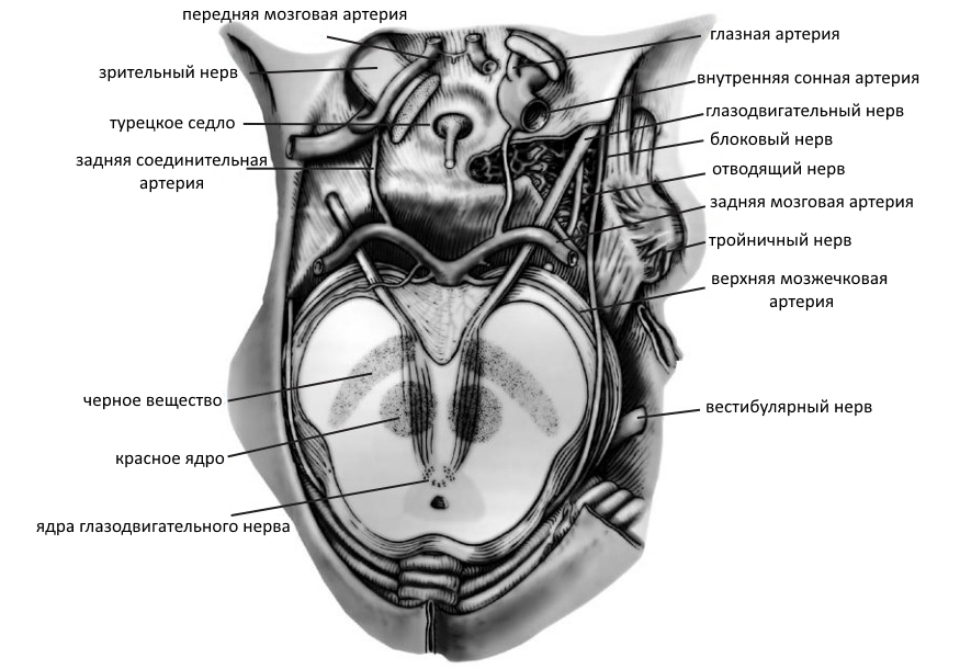 Топографическая анатомия III–VI пар черепных нервов и внутренней сонной  артерии на основании черепа