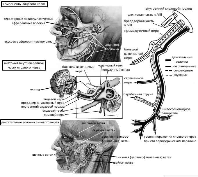 2 лицевой нерв. Иннервация слухового прохода. Топография лицевого нерва схема. Лицевой нерв схема пути. Корешок тройничного нерва анатомия.