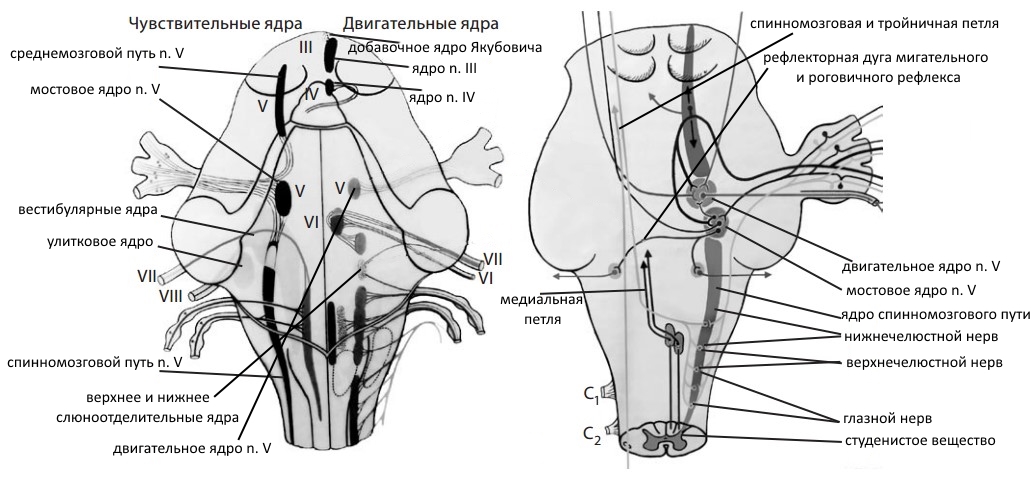 Топографическая анатомия ядер некоторых (III–VIII) черепных нервов