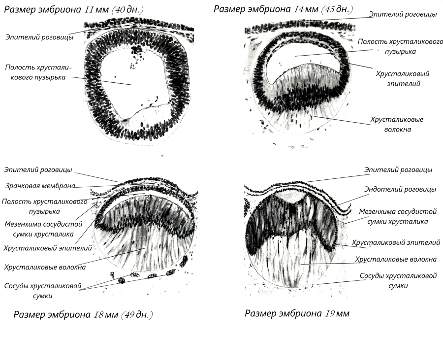Стадии развития хрусталикового пузырька и роговицы