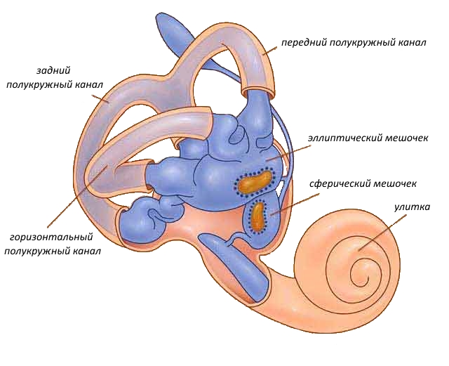 Строение внутреннего уха