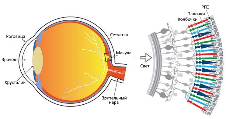 Расположение ретинального пигментного эпителия