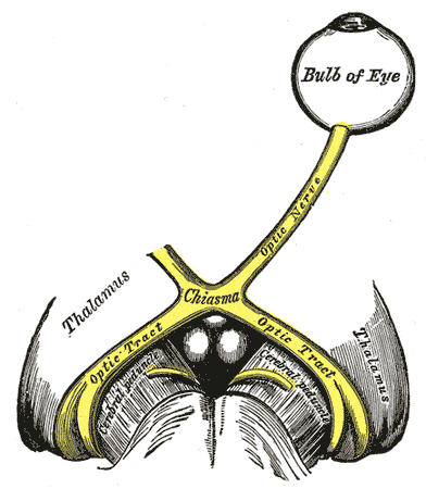 Анатомия зрительного нерва