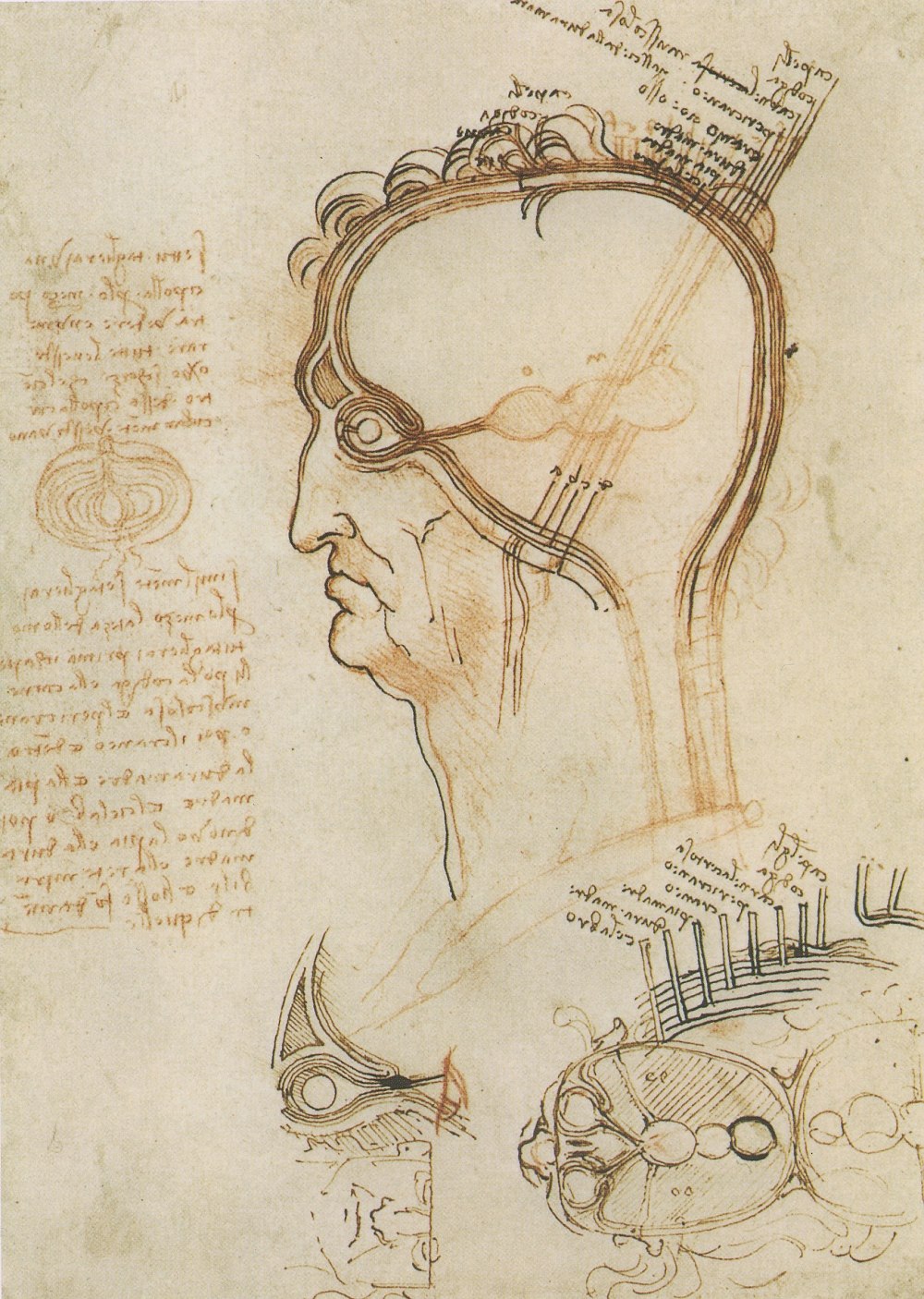 Рисунок головы и глаза Леонардо да Винчи