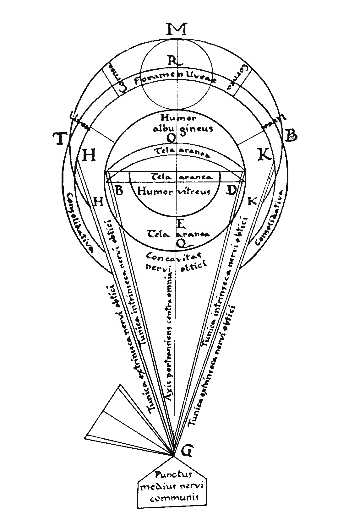 Схема глаза по Witelo (1220-1280 гг.)