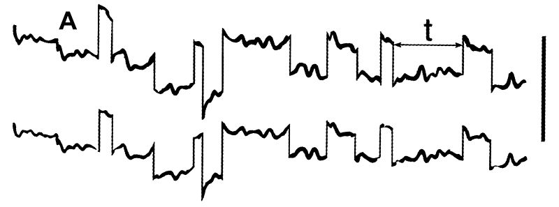 Типичный образец записи движений глаз при фиксации испытуемым неподвижной точки