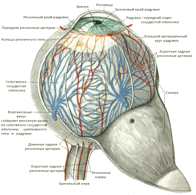 Сосуды хориоидеи, составляющие ее главную массу, являются разветвлениями задних коротких цилиарных артерий, проникающих через склеру у заднего полюса глаза, вокруг зрительного нерва, и дающих далее по
