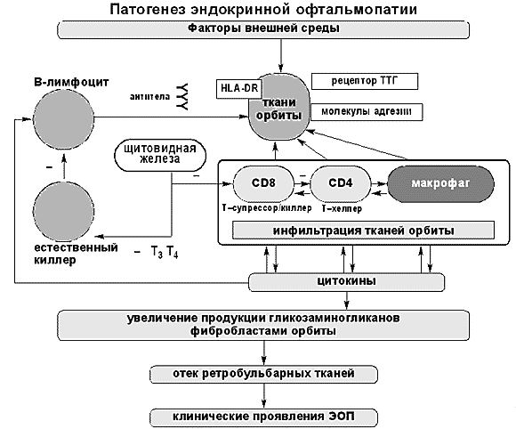 Схема патогенеза