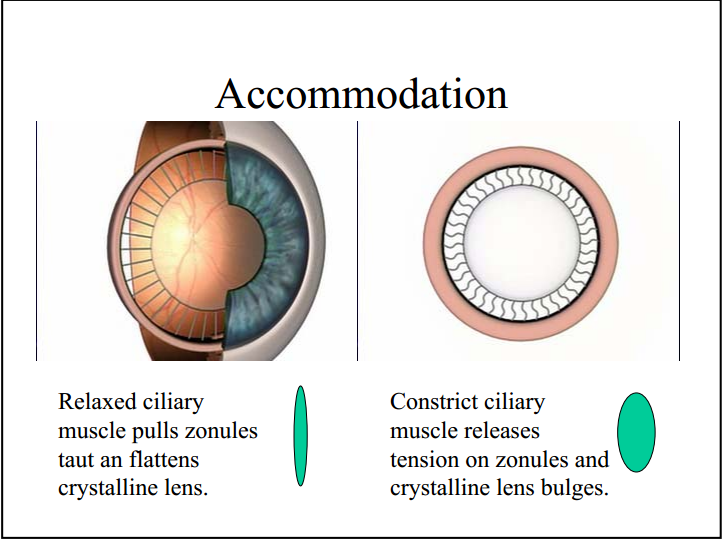 Accommodation